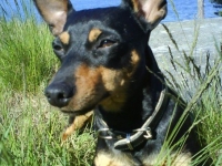 Exigor's Zuper Zenta, Mamma