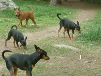 Atti och Amies föräldrar och syskon