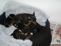 Zenta med valparna, Atti, Amie, Athena och Musse