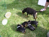 Zenta med valparna, Atti, Amie, Athena och Musse