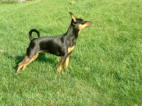 Atti och Amies föräldrar och syskon