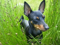 Brizbys föräldrar och syskon