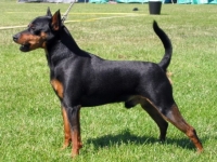 Blue-Star Nemo, Pappa