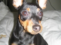 Bellami-Bisous, Stella