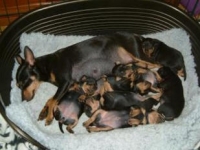 Brizbys föräldrar och syskon