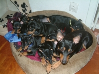 Brizby och syskon som valpar tillsammans med mamma Zenta