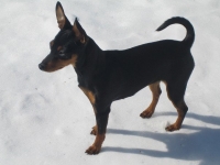 Bellami-Bisous, Stella