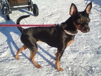 Bizette-Bisous, Aska