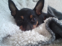 Bizette-Bisous, Aska