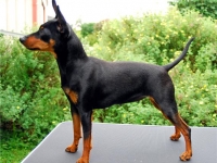 Bizkit-Bisous, Bizkit