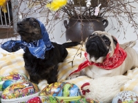 Hudarnas högtidsbilder