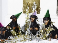 Hudarnas högtidsbilder