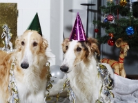 Hudarnas högtidsbilder