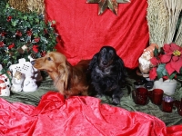 Hudarnas högtidsbilder