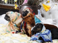 Hudarnas högtidsbilder