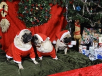 Hudarnas högtidsbilder