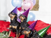 Hudarnas högtidsbilder