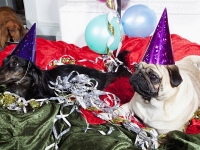 Hundarnas högtidsbilder