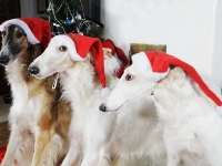 Hudarnas högtidsbilder