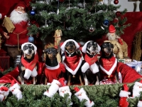 Hudarnas högtidsbilder