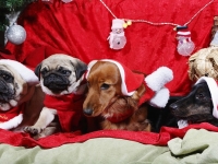 Hudarnas högtidsbilder