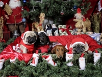 Hudarnas högtidsbilder