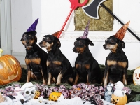 Hudarnas högtidsbilder