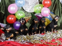 Hudarnas högtidsbilder