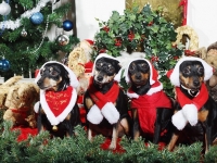 Hudarnas högtidsbilder