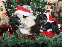 Hudarnas högtidsbilder