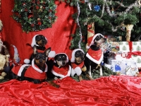 Hudarnas högtidsbilder