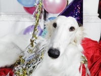 Deyas nyårsbild 2011