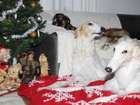 Hundarnas högtidsbilder