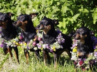 Hundarnas högtidsbilder