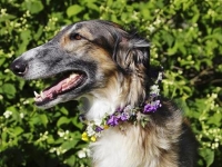 Ginas midsommarbild 2012