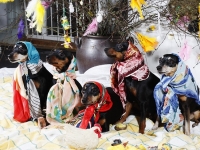 Hundarnas högtidsbilder