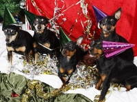 Hundarnas högtidsbilder