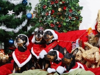 Hundarnas högtidsbilder