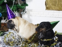 Hundarnas högtidsbilder