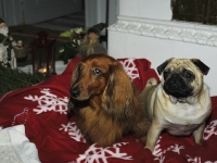 Tosca och Tigges julbild 2009