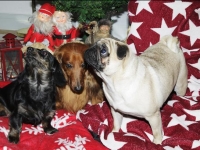 Tosca, Tigge och Izas julbild 2010