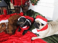 Tosca, Tigge och Izas julbild 2011