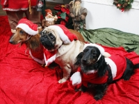 Tosca, Tigge och Izas julbild 2012