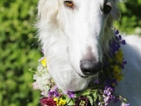 Doris midsommarbild 2012