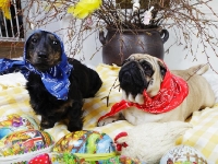 Tosca och Izas påskbild 2012