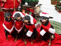 Atti, Amie, Brizby och Briseis julbild 2012