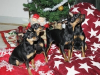 Atti, Amie, Brizby och Briseis julbild 2010
