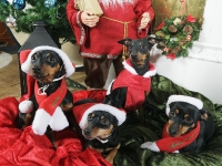 Atti, Amie, Brizby och Briseis julbild 2011