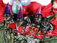 Atti, Amie, Brizby och Briseis nyårsbild 2011