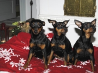 Hundarnas högtidsbilder